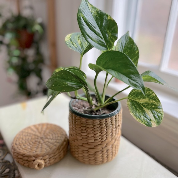 Boho vintage natural round rattan basket with lid - Picture 7 of 9